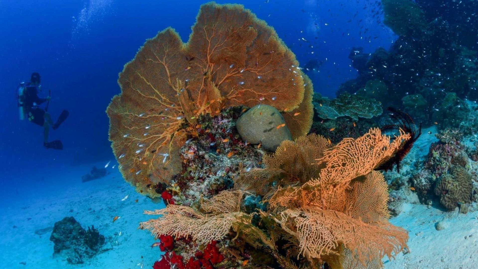 Sea around Phayam Island now a protected zone