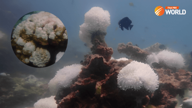 Widespread coral bleaching forces the closure of areas around Phi Phi islands