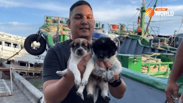 Adoption sought for puppies on oil-smuggling boats