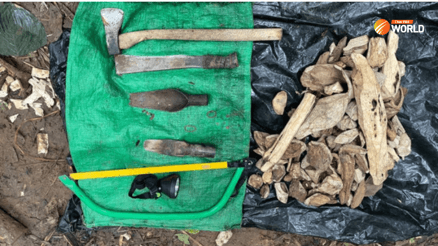 Khao Yai National Park seeks army help to tackle rising agarwood poaching