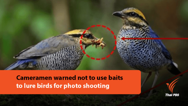 Cameramen warned not to use baits to lure birds for photo shooting