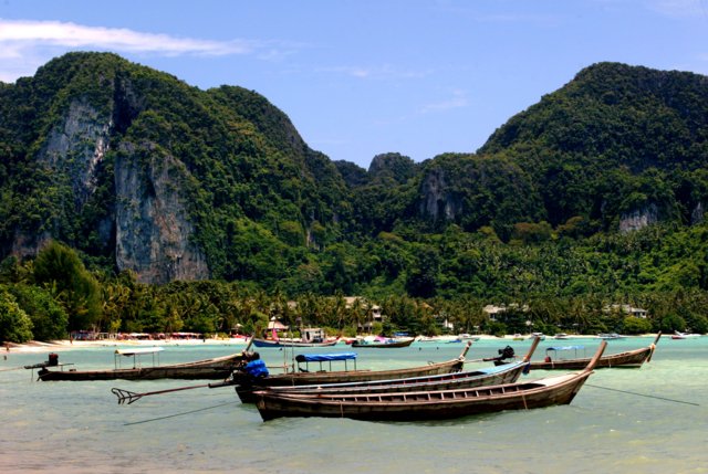 Black-tip reef sharks sighted near Phi-Phi island beaches Black-tip reef sharks sighted near Phi-Phi island beaches