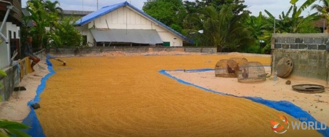 Controversial Rice Bill shelved indefinitely