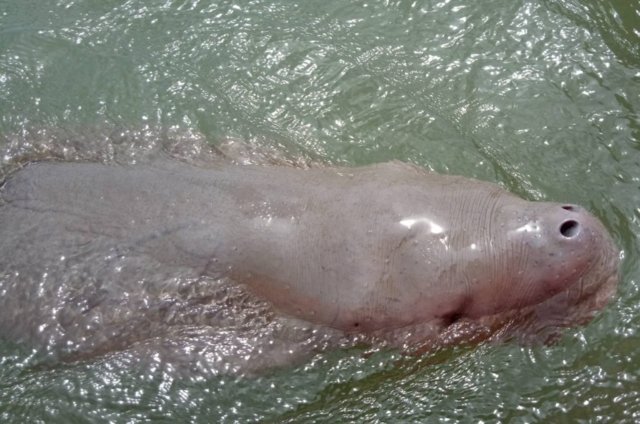 Baby dugong ‘Yamil’ dies Baby dugong ‘Yamil’ dies