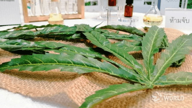 Hemp, its extracts and hemp seed now delisted from Category 5 drug list