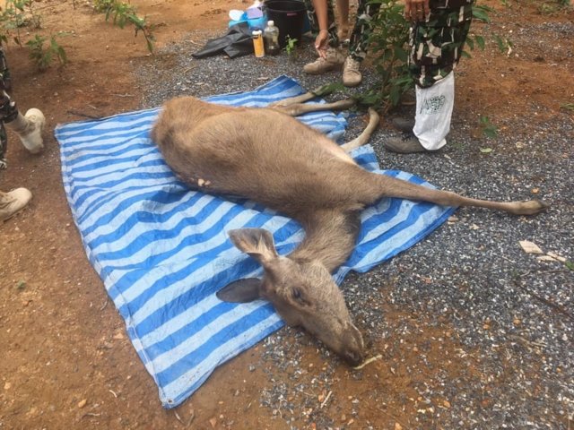 3kg of plastic found in dead wild deer