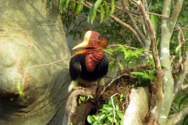 Helmeted Hornbill to be listed as conserved species to save it from hunters Helmeted Hornbill to be listed as conserved species to save it from hunters