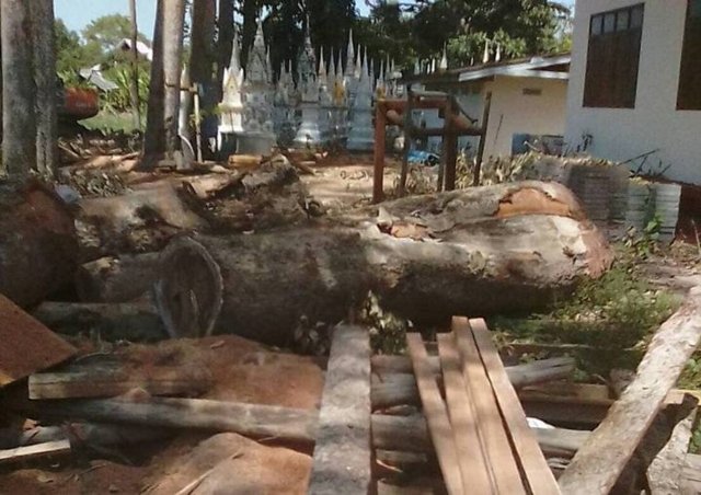 National Office of Buddhism asked to warn temples not to fell precious trees for commercial gain