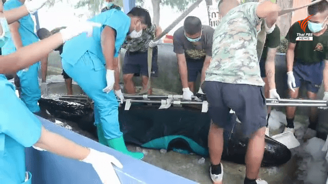 False killer whale beached in Pattaya has died False killer whale beached in Pattaya has died