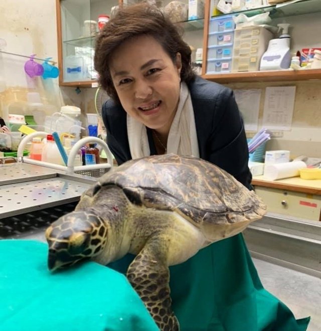 Ten sea turtles washed ashore on Thai beaches in the past 3 months