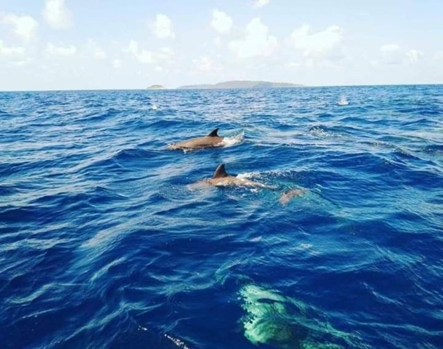 A pod of over 100 dolphins seen swimming around Similan islands A pod of over 100 dolphins seen swimming around Similan islands