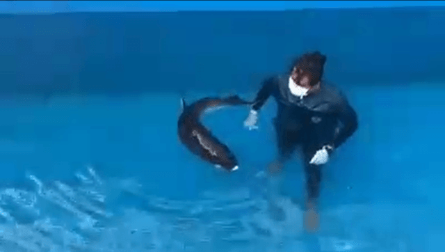 Two beached dwarf sperm whales rescued Two beached dwarf sperm whales rescued