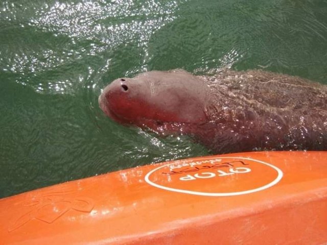 Baby dugong Mariam is treated for blood and lung infections Baby dugong Mariam is treated for blood and lung infections