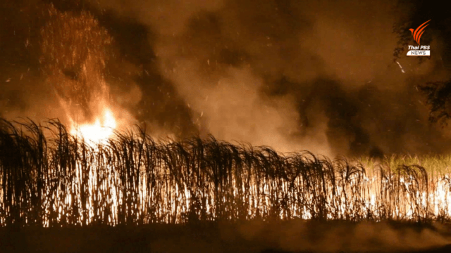 Widespread sugarcane burning continues uninterrupted by local authorities Widespread sugarcane burning continues uninterrupted by local authorities