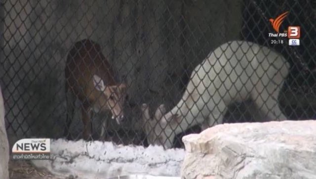 Songkhla Zoo official kills himself after allegedly killing his boss Songkhla Zoo official kills himself after allegedly killing his boss