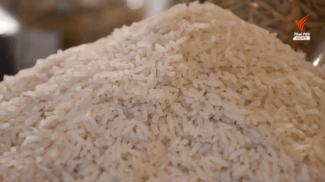 Kasetsart U develops new fragrant rice to compete with Vietnam