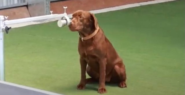 Trained sniffer dogs to be sent to airport to detect asymptomatic COVID-19 cases Trained sniffer dogs to be sent to airport to detect asymptomatic COVID-19 cases