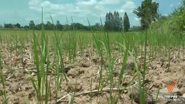 Farmers asked not to plant second rice crop due to anticipated water shortage Farmers asked not to plant second rice crop due to anticipated water shortage