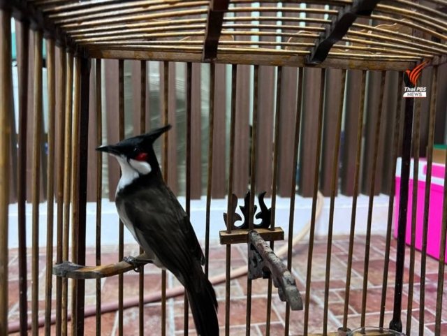 National Parks Dept. mulls removing crested bulbul from protected species list