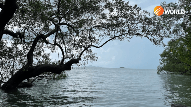 Indulging the senses in the mangrove forest Indulging the senses in the mangrove forest