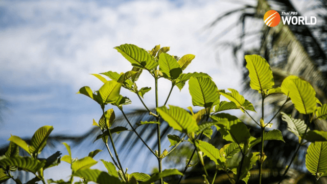 Truths & Myths behind utilizing Kratom for energy Truths & Myths behind utilizing Kratom for energy