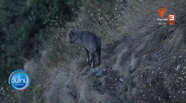 Two rare wildlife species sighted in Doi Inthanon national park