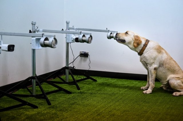 Dogs can detect SARS-CoV-2 Dogs can detect SARS-CoV-2