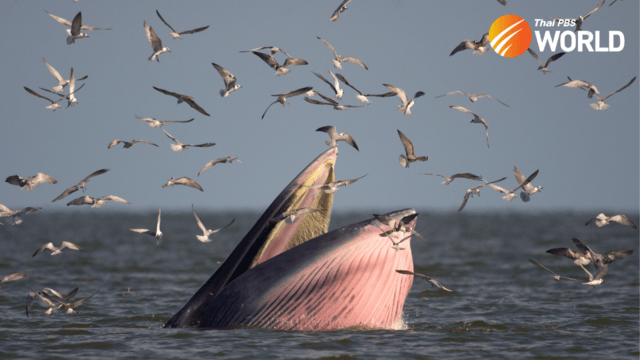 Where There’s a Will, there’s a Whale Where There’s a Will, there’s a Whale