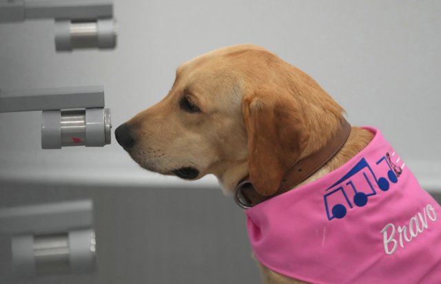 Woof woof: Thailand's virus sniffer dogs to detect COVID19 in communities Woof woof: Thailand's virus sniffer dogs to detect COVID19 in communities