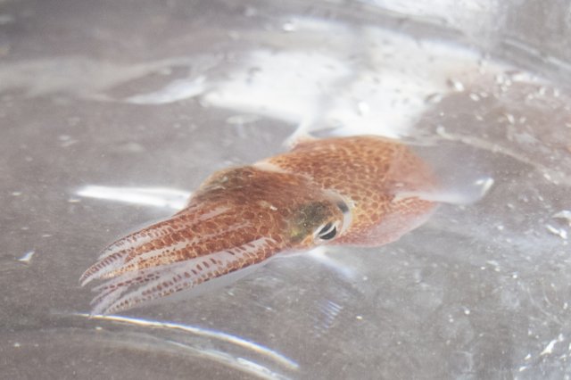 NASA sends squid from Hawaii into space for research NASA sends squid from Hawaii into space for research