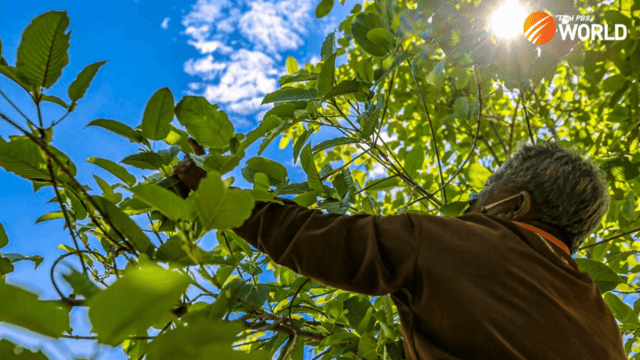 The journey of traditional herb kratom – from banned narcotic to legal cash crop The journey of traditional herb kratom – from banned narcotic to legal cash crop