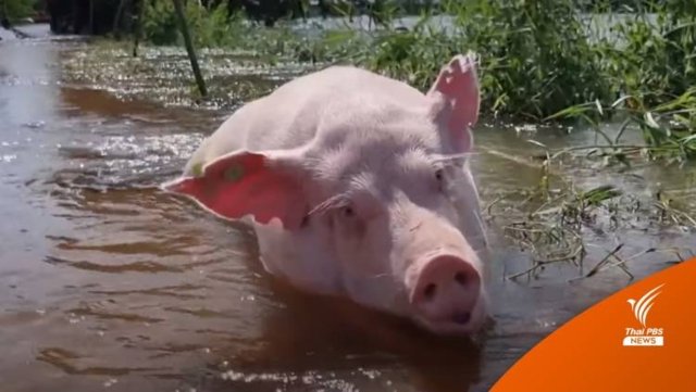 Rescue workers try to save hundreds of pigs from drowning in flood water Rescue workers try to save hundreds of pigs from drowning in flood water