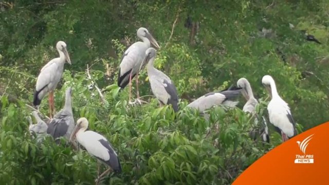 Mango plantation for sale in Ang Thong, following massive stork invasion