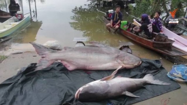 Mekong giant catfish season begins in Kaeng Krachan Dam Mekong giant catfish season begins in Kaeng Krachan Dam