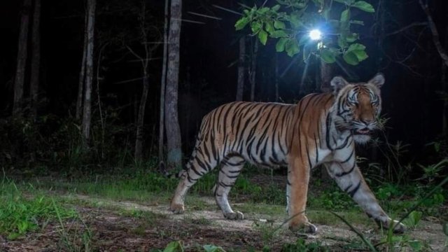 Search for stray tiger in Thailand’s Kamphaeng Phet province continues
