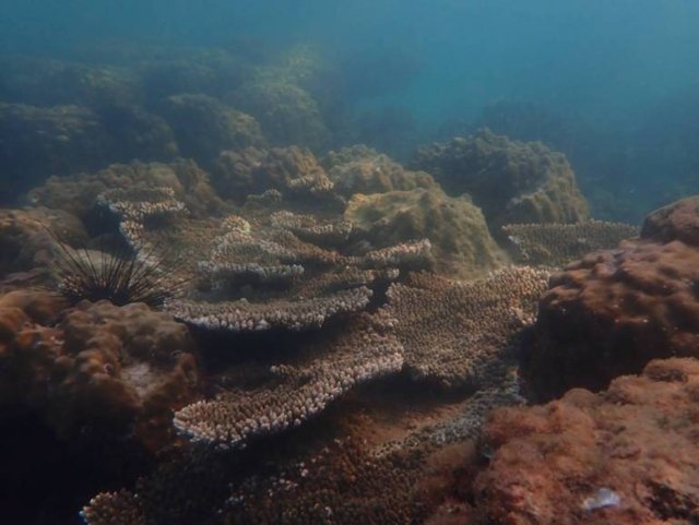 Corals, beaches in Thailand’s Ao Prao still unharmed by oil spill