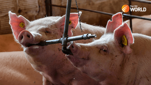 Sniffer dogs deployed at Thai-Laos border to prevent smuggling of pork