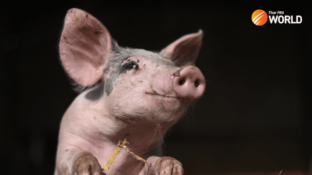 Thai government accused of covering up spread of swine flu since 2019