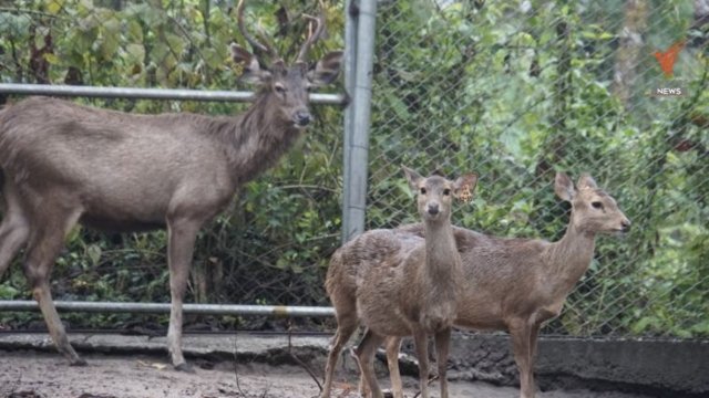 Concern mounts over animal welfare in Thailand after hefty cut in feed budget