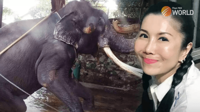 The woman behind the return from Sri Lanka of an ailing elephant