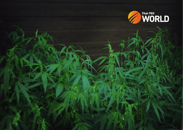 Thailand’s Cannabis and Hemp Bill sails through 1st reading in Lower House