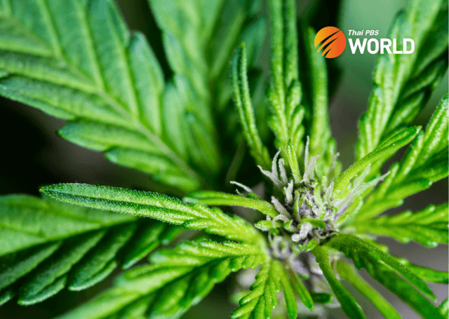 Regulation signed to make cannabis flowers a controlled herb in Thailand Regulation signed to make cannabis flowers a controlled herb in Thailand