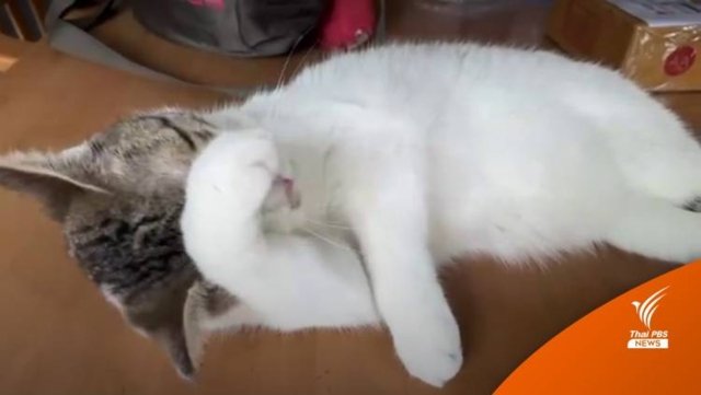 Thai research - cats can pass COVID-19 to humans and vice versa Thai research - cats can pass COVID-19 to humans and vice versa