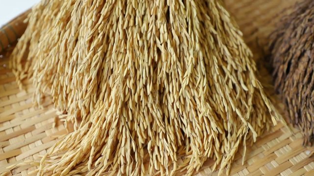 A matter of rice and death in Myanmar