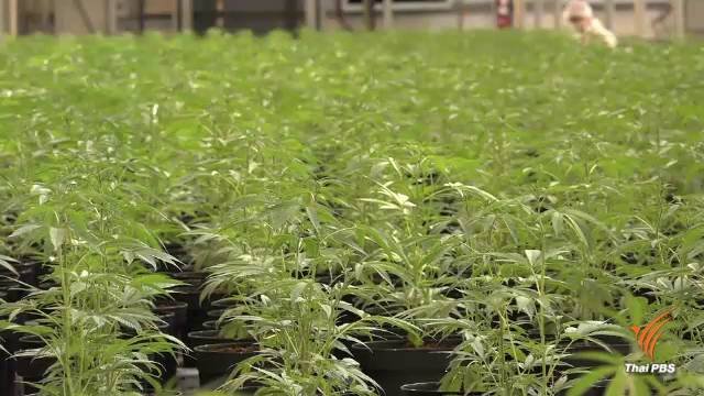 Anutin challenged for decriminalisation of cannabis ahead of appropriate legislation