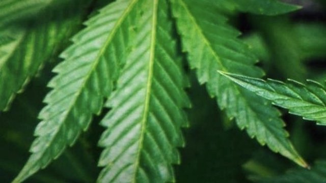 Thai medics call for immediate end to recreational use of cannabis Thai medics call for immediate end to recreational use of cannabis