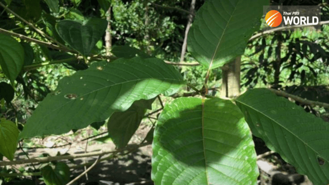 Thailand’s Kratom Plant Act announced in Royal Gazette Thailand’s Kratom Plant Act announced in Royal Gazette