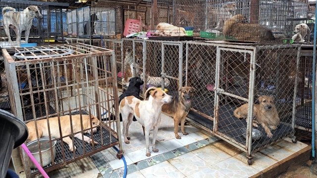 Nearly 500 cats and dogs evacuated from animal shelter in Pathum Thani Nearly 500 cats and dogs evacuated from animal shelter in Pathum Thani