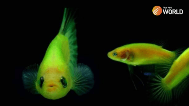 Tropical fish farms ordered to turn over their GMO fish to Thai Fisheries Department