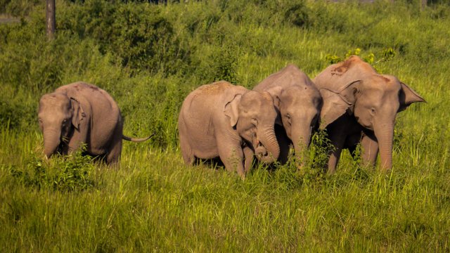 Second park ranger killed by elephants in three days Second park ranger killed by elephants in three days